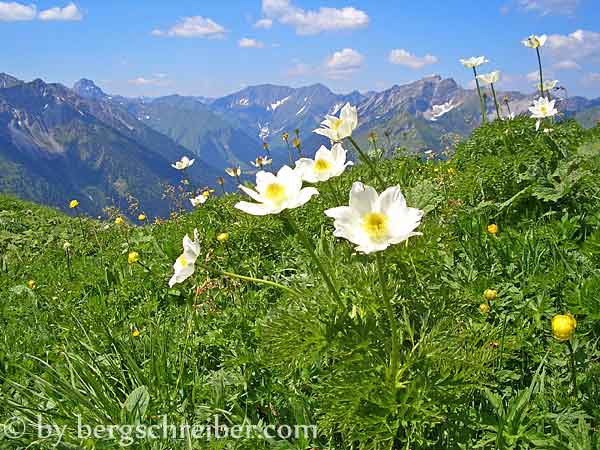 Anemonen, dahinter die Gipfel der Lechtaler Alpen