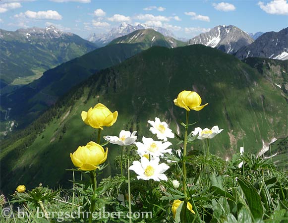 Trollblumen und Anemonen, im Hinergrund die Zugspitze