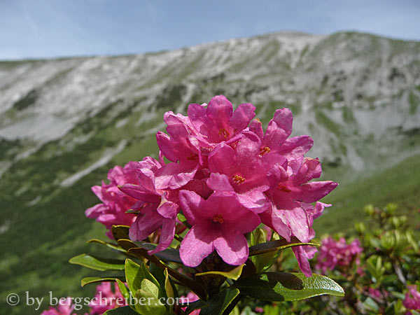 Alpenrosensteig wunderbare Blütenpracht