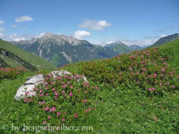 Alpenrosen auf der Treienalpe