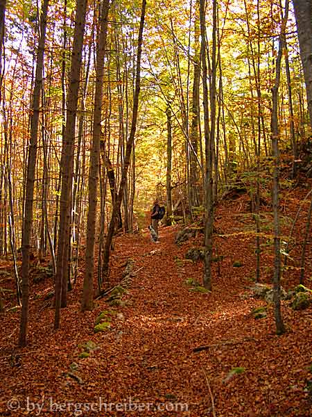 Die Wälder des Alpseekessels im Herbstkleid