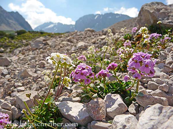 Alpenblumen am Ganghofersteig