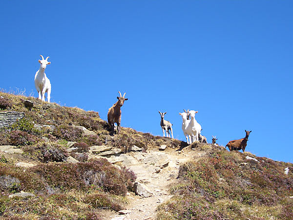 Gogles Alm, neugierige Ziegen beim Abstieg von der Glanderspitze